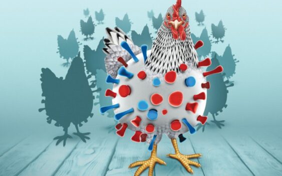 Alerta: nueva cepa de gripe aviar H5N1 más letal que la europea