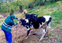 Confirman Primer Caso de Gusano Barrenador en Altas Montañas