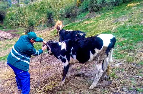Confirman Primer Caso de Gusano Barrenador en Altas Montañas