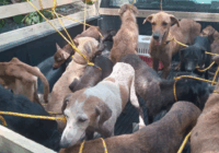 Rescatan 43 perros y gatos en pésimas condiciones del refugio “La Roca” en Medellín