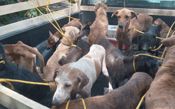 Rescatan 43 perros y gatos en pésimas condiciones del refugio “La Roca” en Medellín