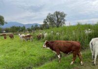 Abigeato provoca pérdidas a ganaderos de Veracruz