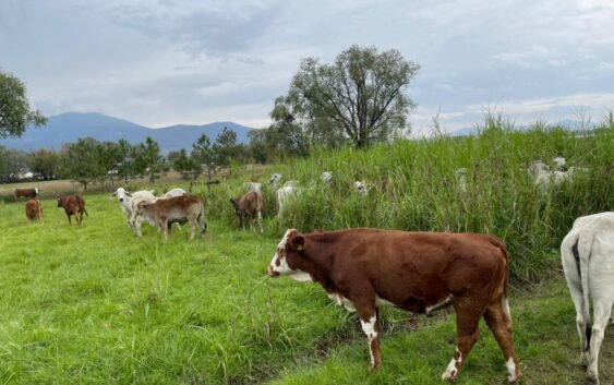 Abigeato provoca pérdidas a ganaderos de Veracruz