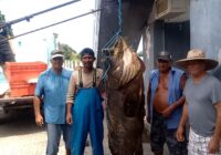 Capturan un “Mero” gigante en Vega De Alatorre
