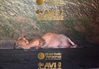 La autopista de la muerte Totomoxtle – Cardel sigue trabajando con irregularidades