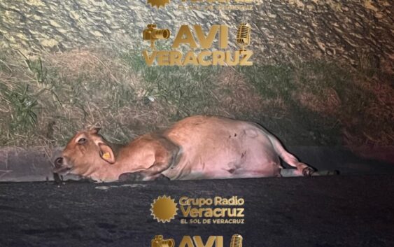 La autopista de la muerte Totomoxtle – Cardel sigue trabajando con irregularidades