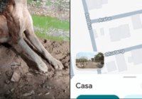 Grave caso de maltrato animal en el fraccionamiento La Herradura de Veracruz.