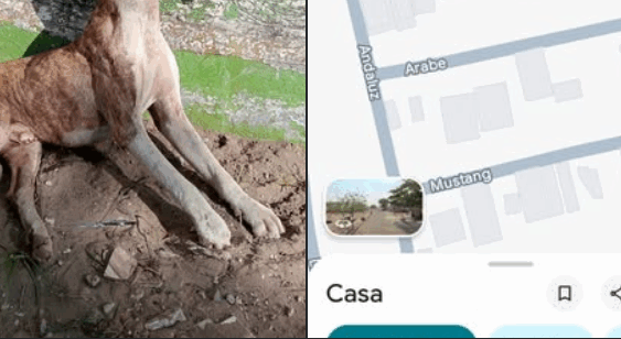 Grave caso de maltrato animal en el fraccionamiento La Herradura de Veracruz.
