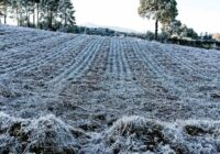 Despliegan operativo en Perote ante bajas temperaturas