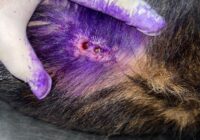 Detectan en Coatzacoalcos un nuevo caso de gusano barrenador en un perro