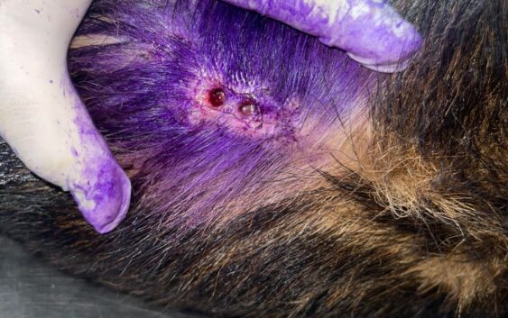 Detectan en Coatzacoalcos un nuevo caso de gusano barrenador en un perro