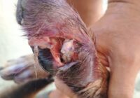 Otro perro más se infecta de gusano barrenador en villa Allende