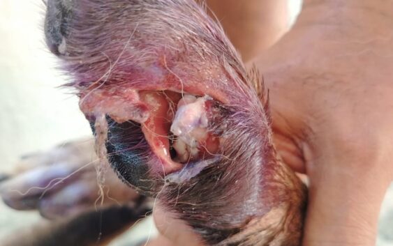 Otro perro más se infecta de gusano barrenador en villa Allende