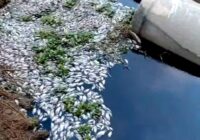 Continua muerte de peces en laguna de villa Allende