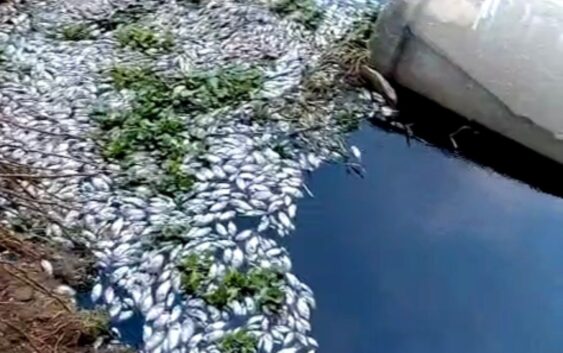 Continua muerte de peces en laguna de villa Allende