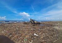 Activa Obras Públicas protocolo de limpieza por recale de animales muertos en playas