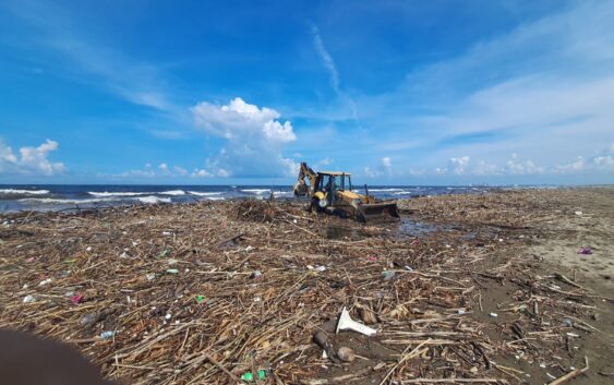 Activa Obras Públicas protocolo de limpieza por recale de animales muertos en playas
