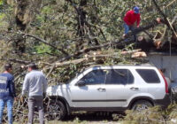 Caída de árbol en zona urbana evidencia omisión de autoridades ambientales y de protección civil