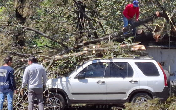 Caída de árbol en zona urbana evidencia omisión de autoridades ambientales y de protección civil