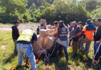 Humanismo y trabajo, la respuesta de Veracruz ante la emergencia: Rocío Nahle