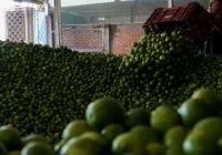 El crimen entronizado en Michoacán… y en el país