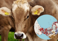 De 1 a 6 mil; así han crecido los casos de gusano barrenador en la frontera sur de México