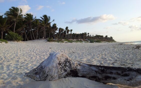 Tulum enfrenta crisis turística: Playas vacías y precios exorbitantes alejan a visitantes