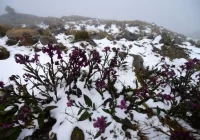 Piden hacer caso a las recomendaciones; se extravió una persona en el Cofre de Perote