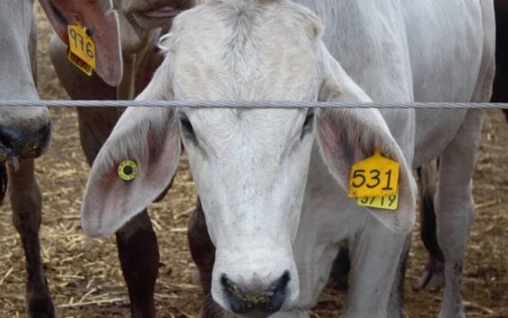 Veracruz lidera casos de gusano barrenador en México