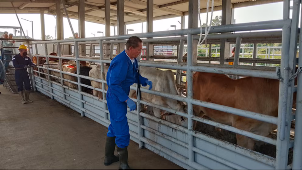 México declara emergencia de sanidad animal para detener propagación del gusano barrenador