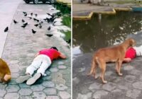 Un perro pasa toda la noche junto a su dueño porque se quedó dormido en la calle por borracho