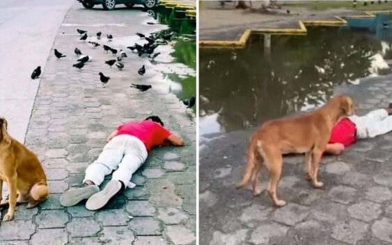 Un perro pasa toda la noche junto a su dueño porque se quedó dormido en la calle por borracho