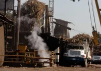 Zafra azucarera reactiva la economía de la región centro; 13 ingenios operan en Veracruz