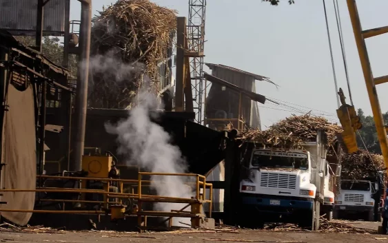 Zafra azucarera reactiva la economía de la región centro; 13 ingenios operan en Veracruz