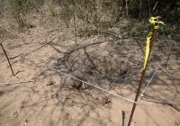 Encuentran cuatro nuevos sitios de búsqueda de desaparecidos en Veracruz