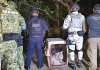 Aseguran tigre de bengala y equipo de videovigilancia al norte de Veracruz