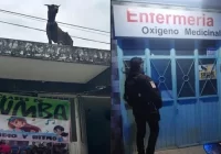 Alcalde de Coatepec actua contra maltrato animal