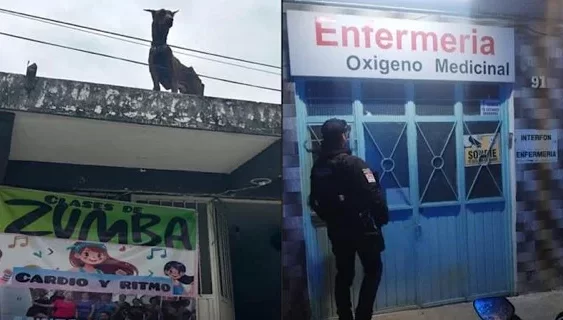 Alcalde de Coatepec actua contra maltrato animal