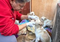 Rescata el H. Ayuntamiento de Veracruz a siete perritos en estado precario en el fraccionamiento Oasis