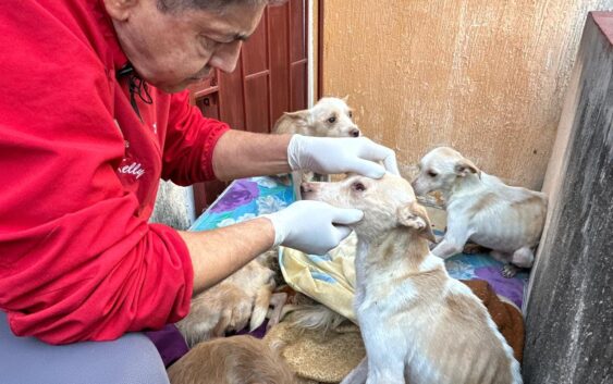 Rescata el H. Ayuntamiento de Veracruz a siete perritos en estado precario en el fraccionamiento Oasis