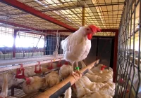 Gobierno de Veracruz analizará la instalación de granjas avícolas de Pilgrim´s