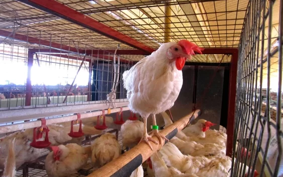 Gobierno de Veracruz analizará la instalación de granjas avícolas de Pilgrim´s