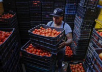 Llueve sobre mojado para los jitomateros