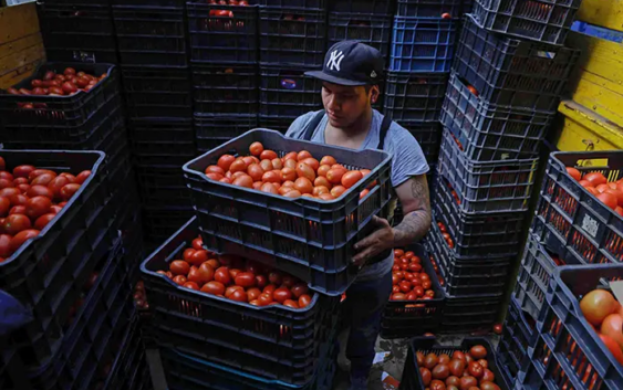Llueve sobre mojado para los jitomateros