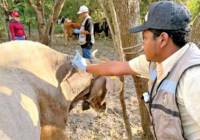 En un año, aumentan en un 68% más los casos del gusano barrenador.