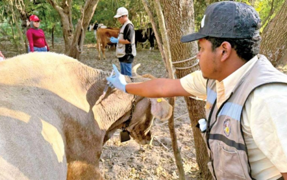 En un año, aumentan en un 68% más los casos del gusano barrenador.