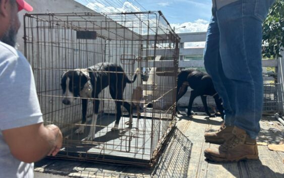 Rescatan dos perros en estado de desnutrición en el Fraccionamiento Oasis