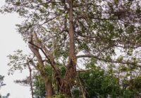 Refuerza Gobierno Municipal labores de limpieza y mantenimiento urbano