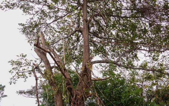 Refuerza Gobierno Municipal labores de limpieza y mantenimiento urbano