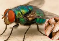 Gobierno liberará más moscas para contener al barrenador